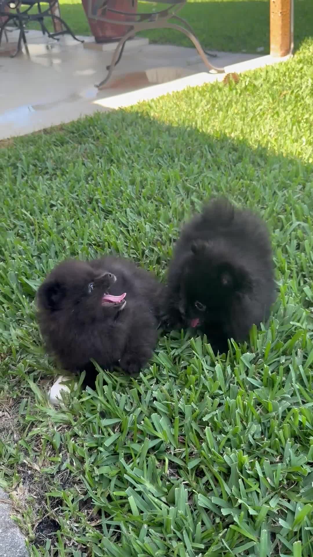 Pomeranian dogs for sale: Pomeranian Puppy 2 - Video 4