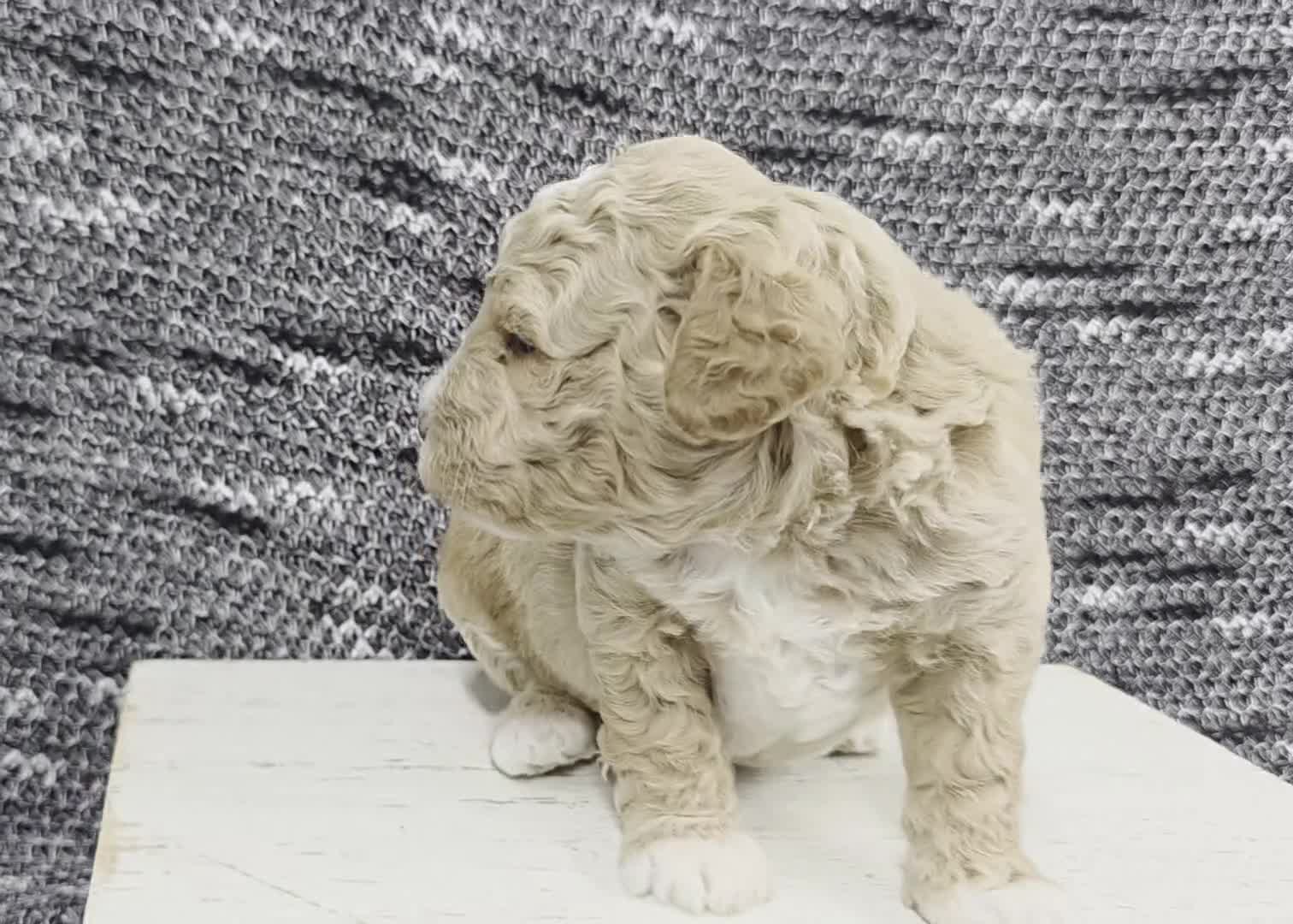 Miniature Poodle dogs for sale: Teddy  - Video 1