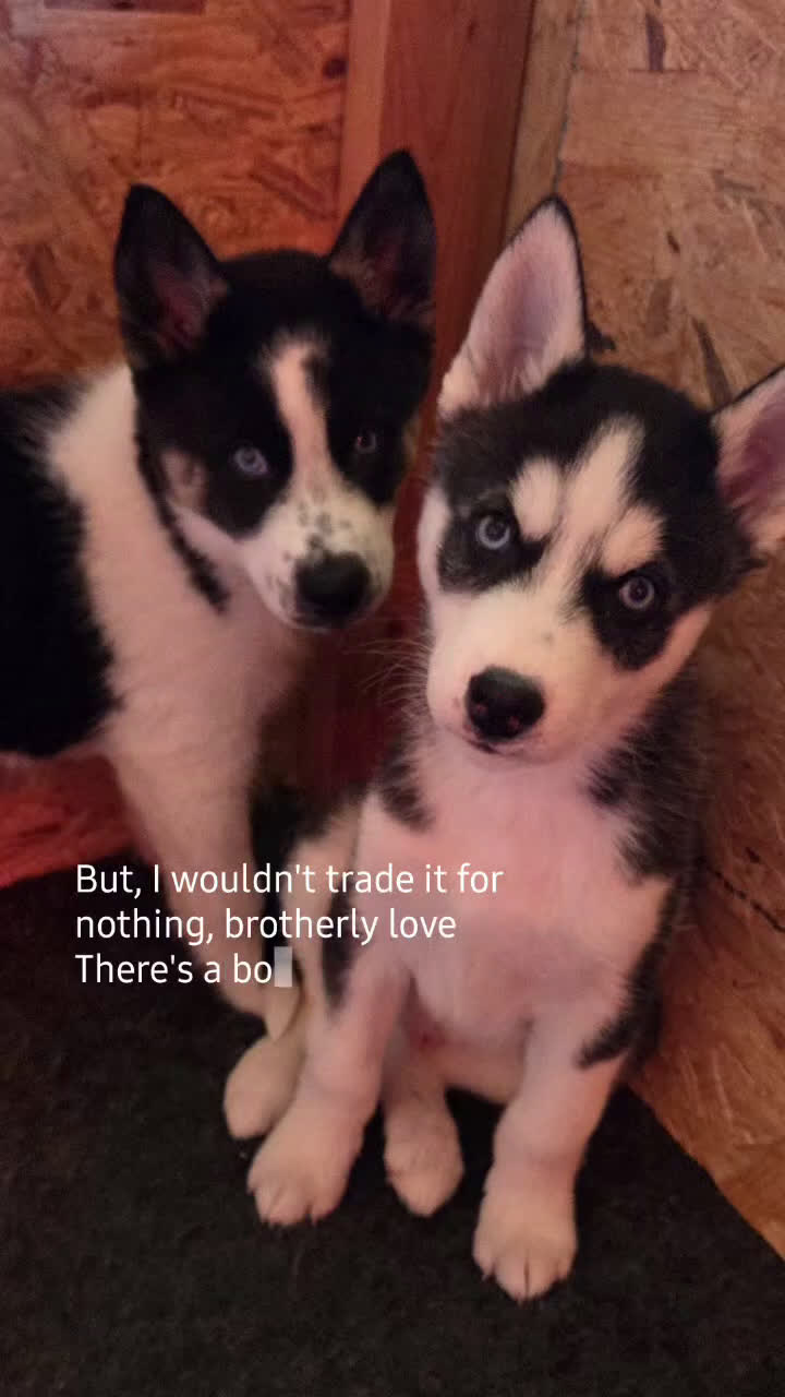 Siberian Husky dogs for sale: Oreo - Video 3