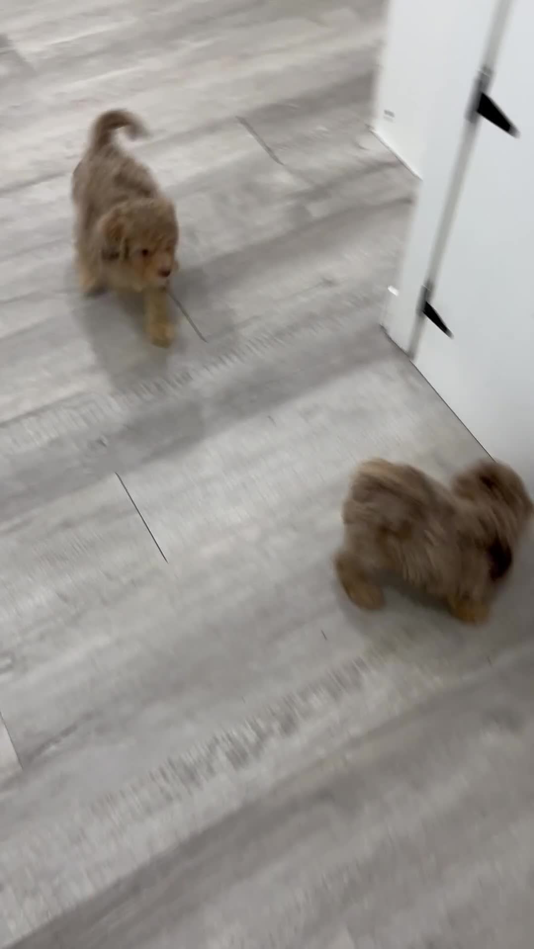 Miniature Poodle dogs for sale: Princess - Video 2