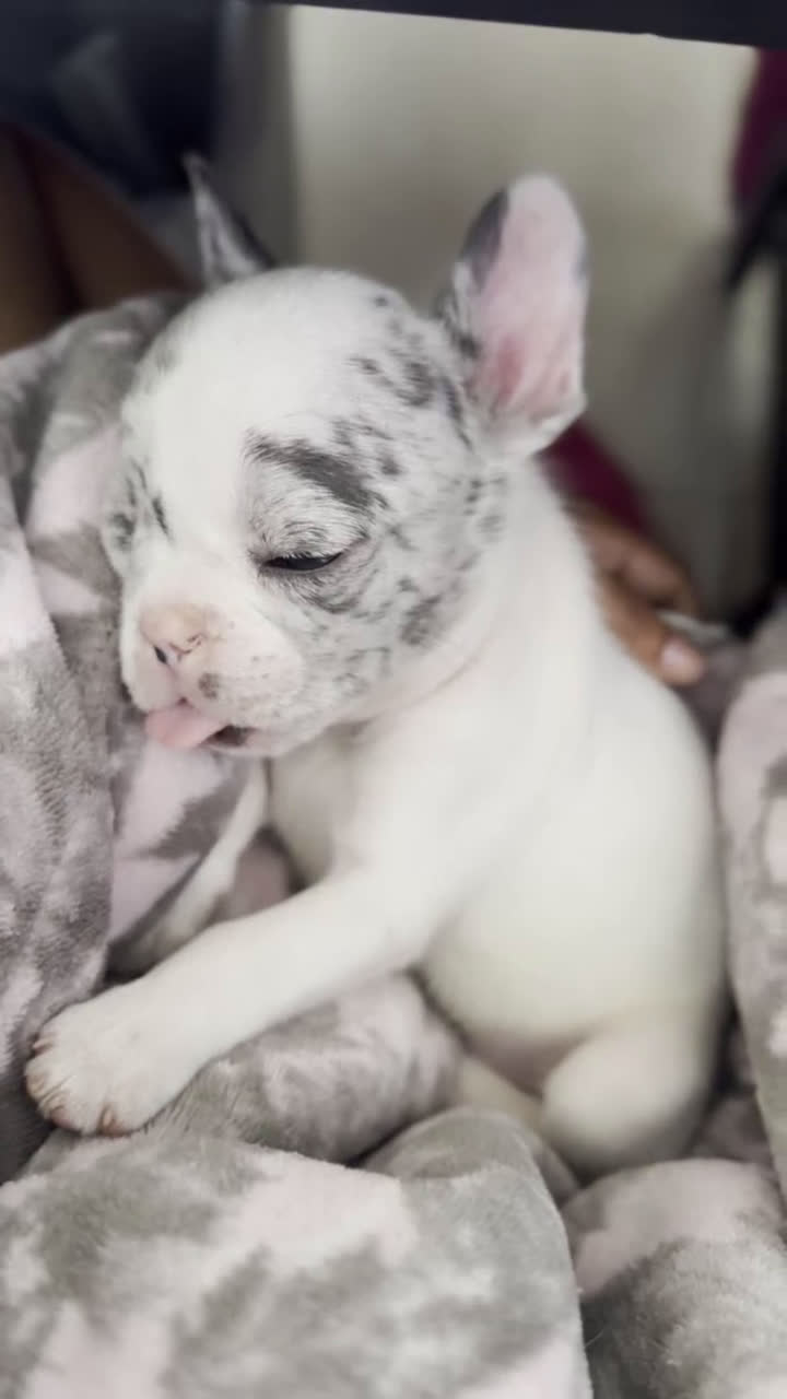 French Bulldog dogs for sale: Jackson - Video 2