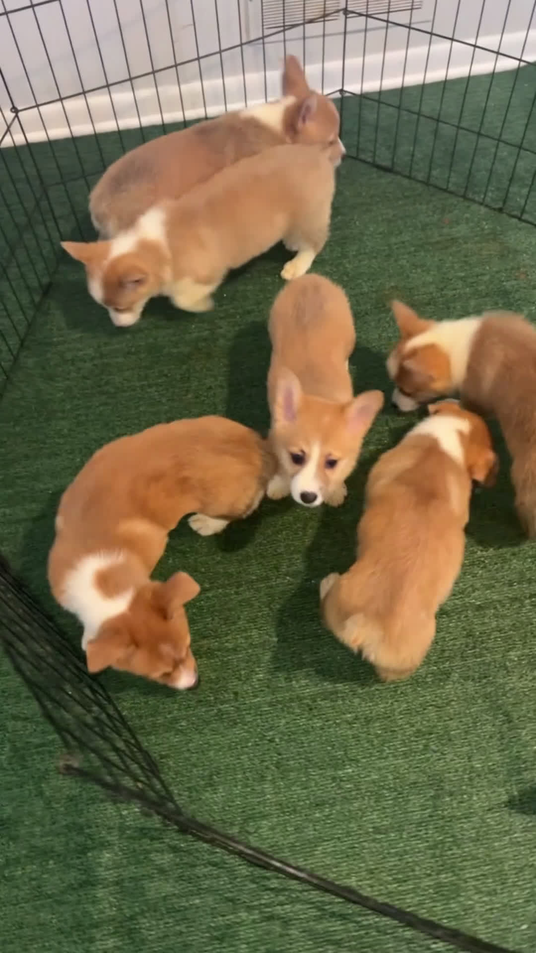 Welsh Corgi Pembroke dogs for sale: LANCE - Video 1