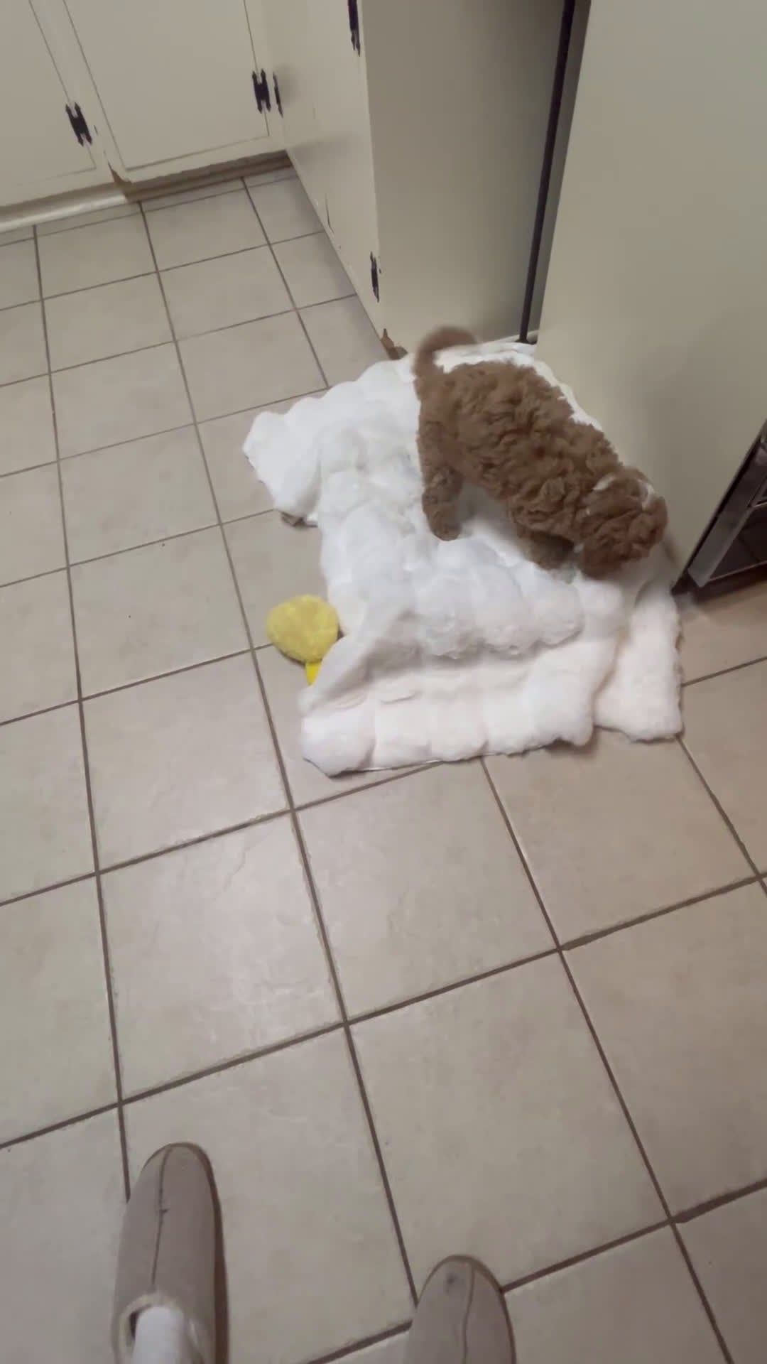 Mini Goldendoodle dogs for sale: Petite Tuxedo Mini Goldendoodle Miss Perfection - Video 1