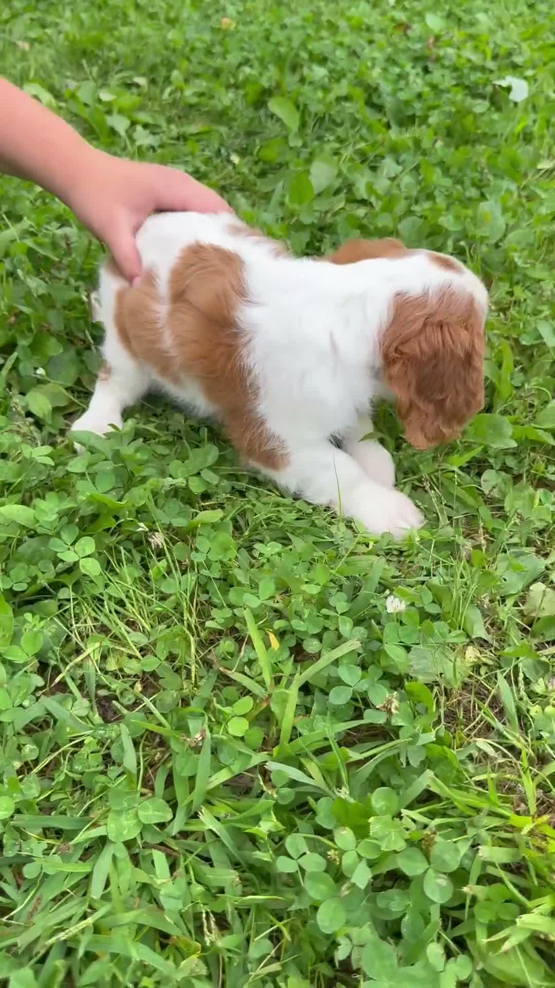 Cavalier King Charles Spaniel dogs for sale: Allie - Video 1