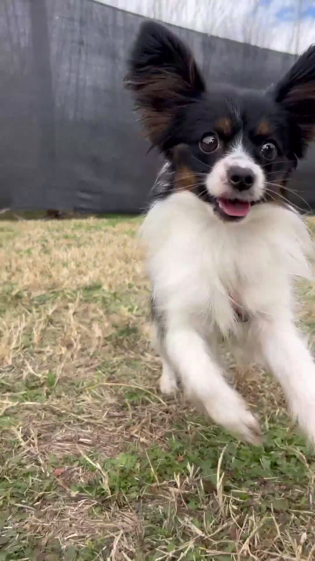 Papillon dogs for sale: Papillon Puppy 1 - Video 1