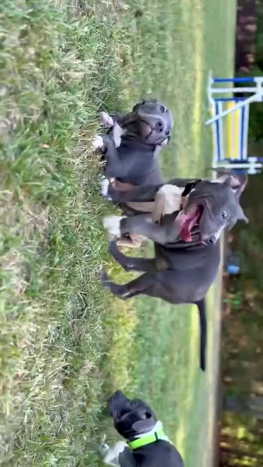 American Bully dogs for sale: Kitana - Video 2