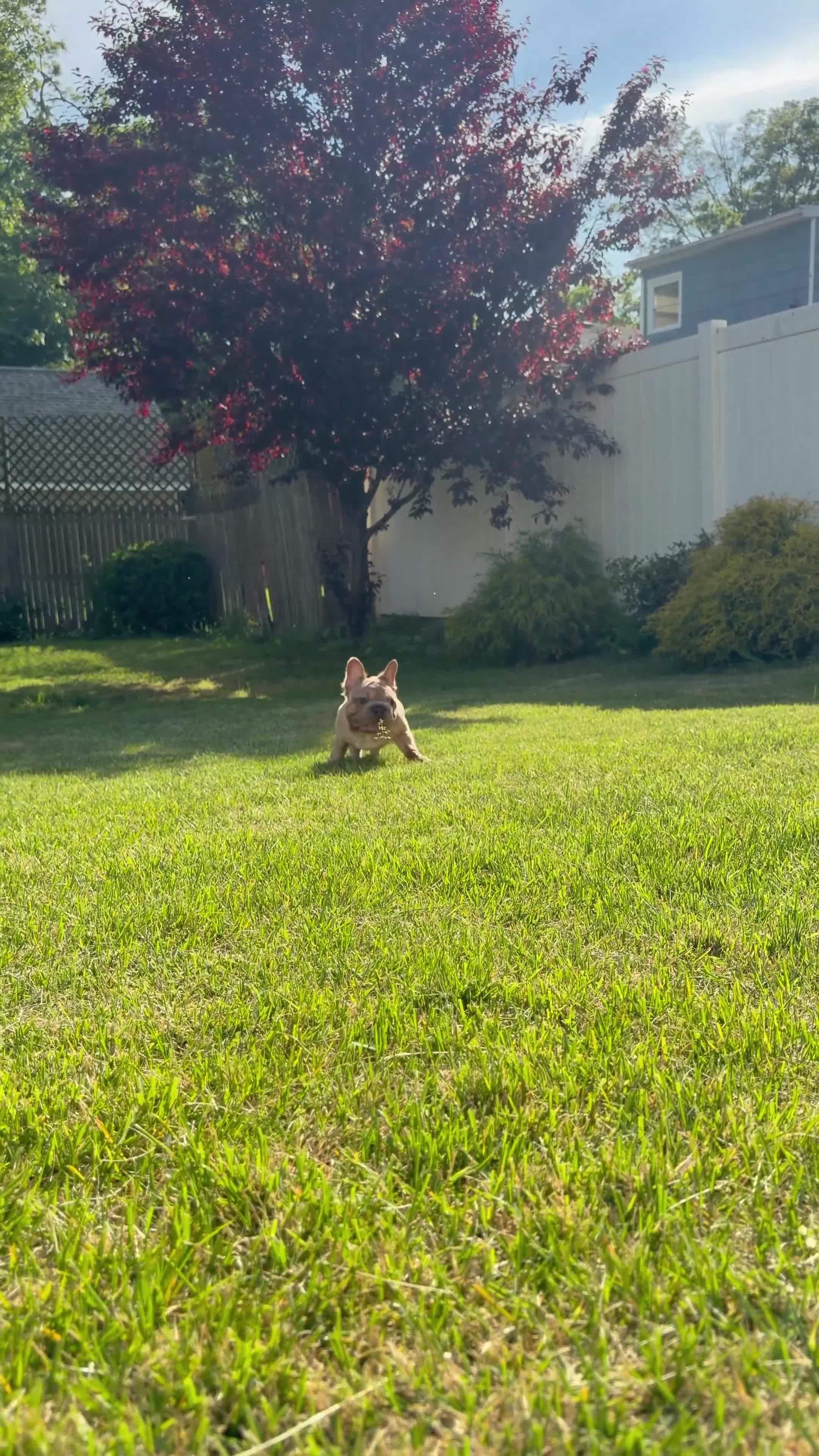 French Bulldog dogs for sale: French Bulldog Puppy 2 - Video 1