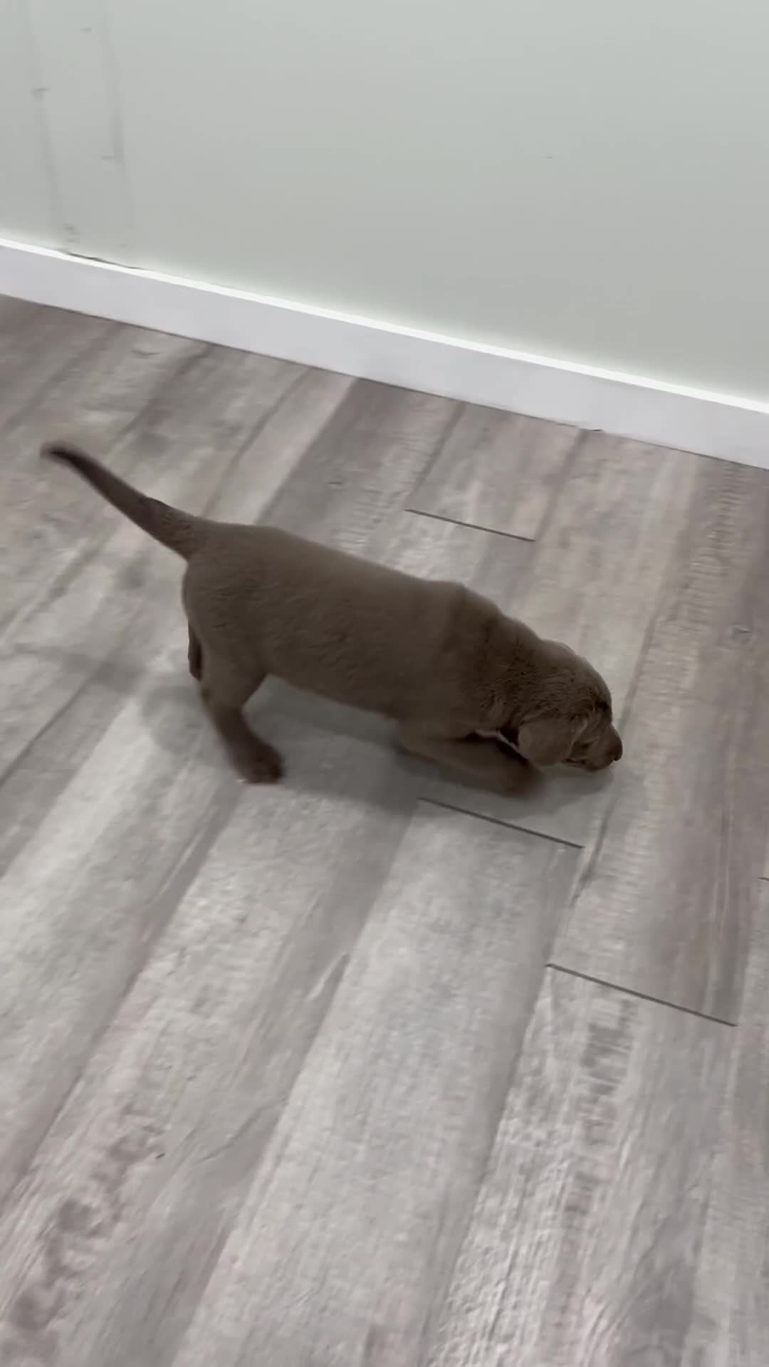 Labrador Retriever dogs for sale: Titan - Video 1