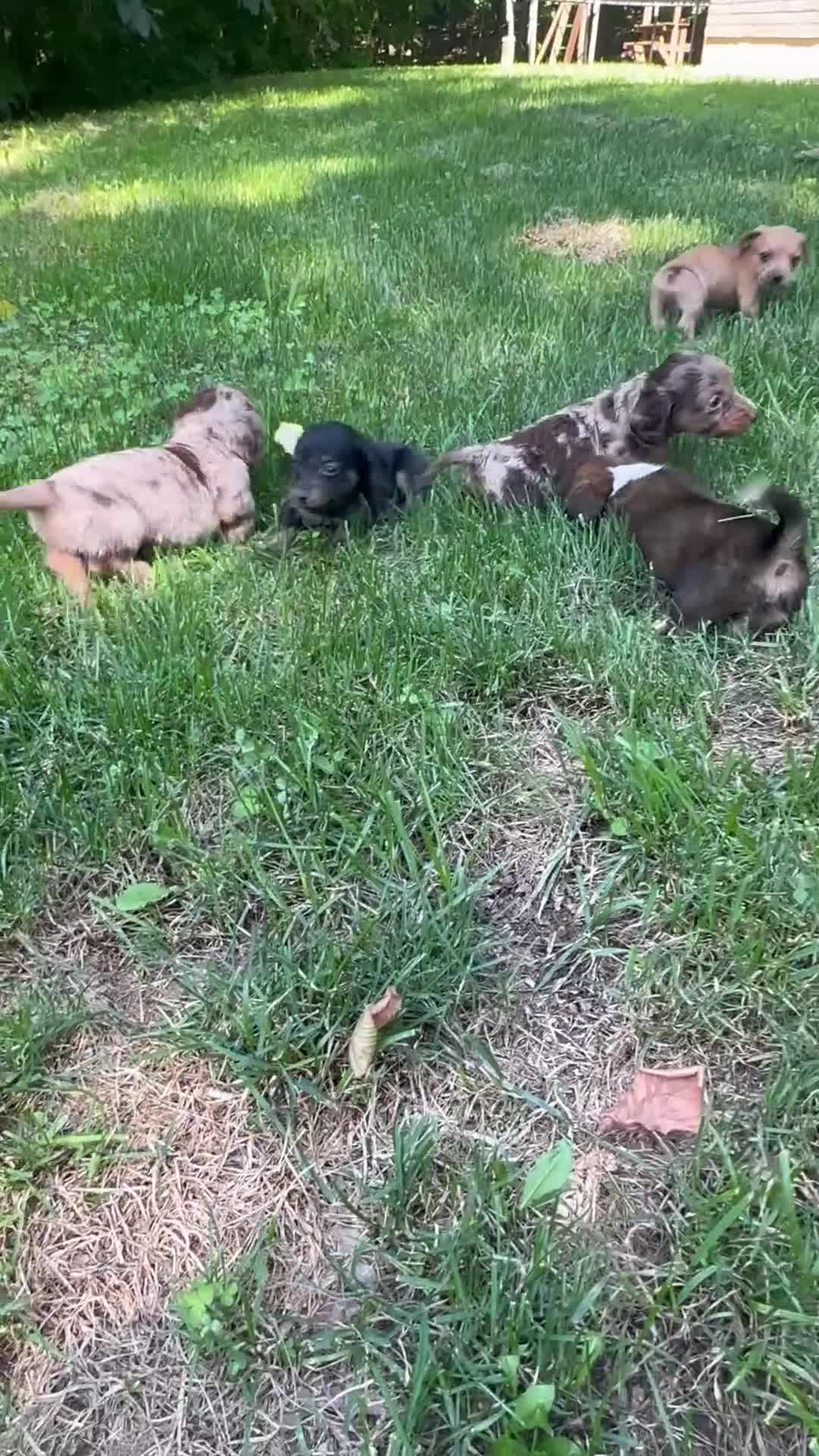 Dachshund dogs for sale: Female Five - Video 1