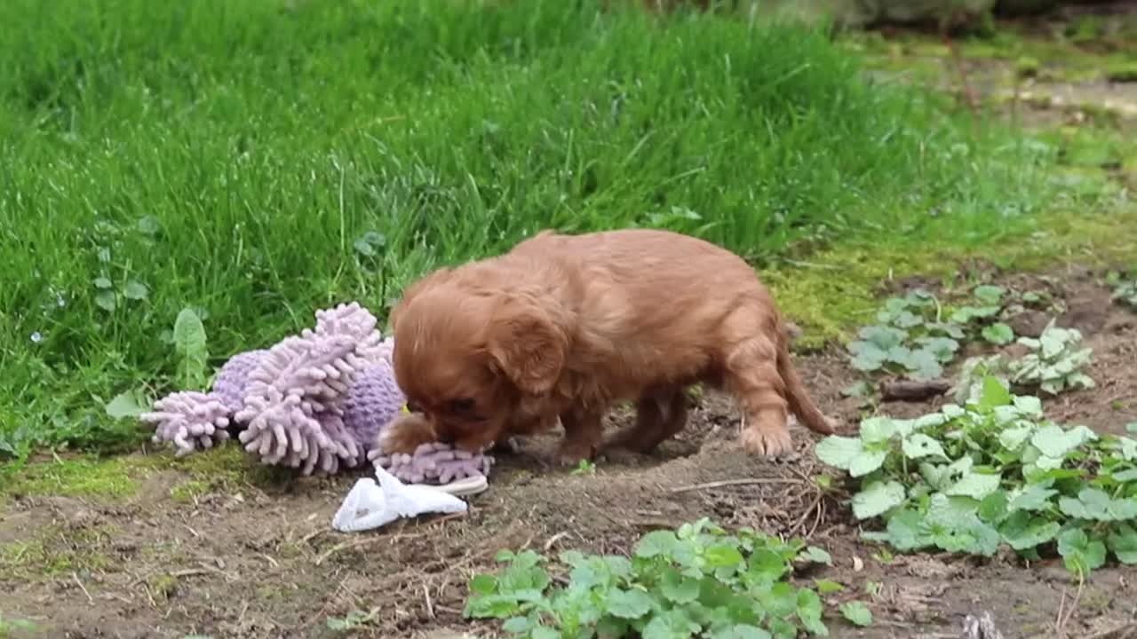 Cavalier King Charles Spaniel dogs for sale: Rusty - Video 2