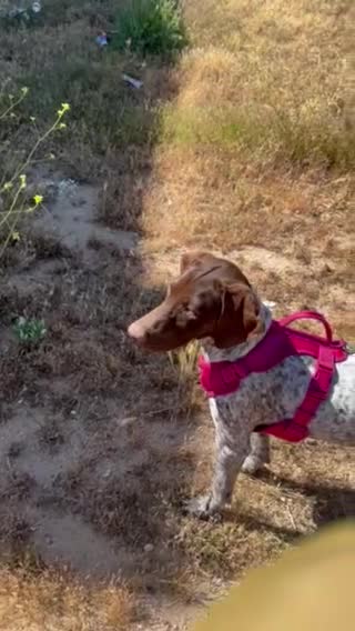 Mixed Breed dogs for sale: Coco  - Video 2