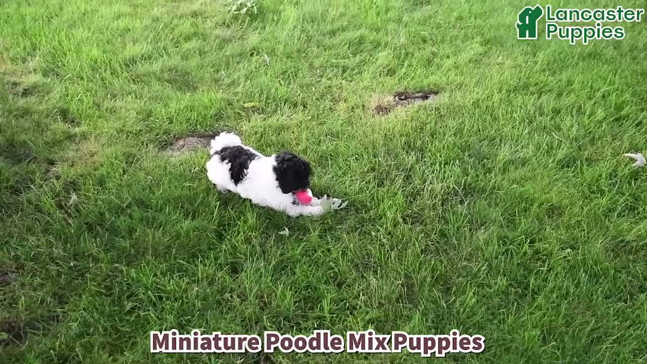 Mixed Breed dogs for sale: Koby - Video 1