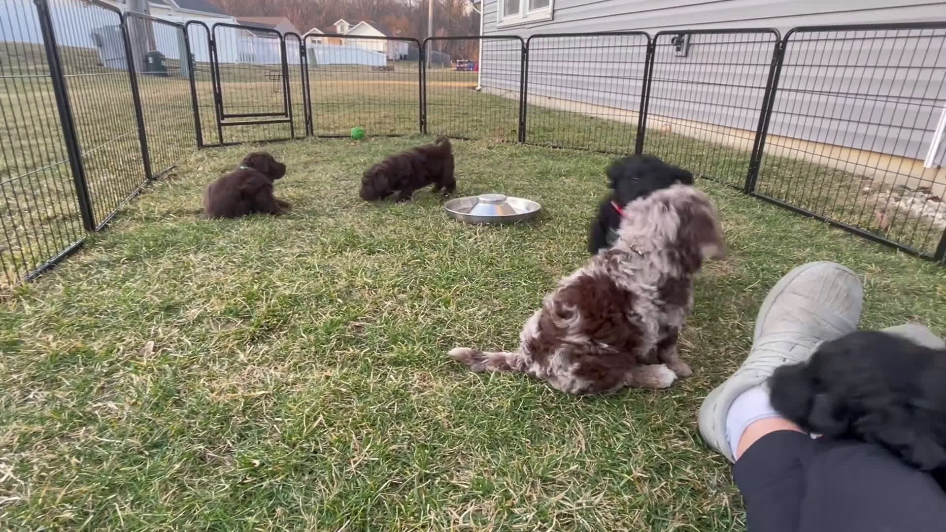 Labradoodle dogs for sale: Bear - Video 1