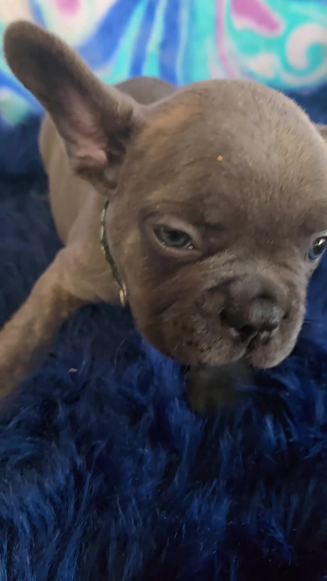 French Bulldog dogs for sale: Blue - Video 1