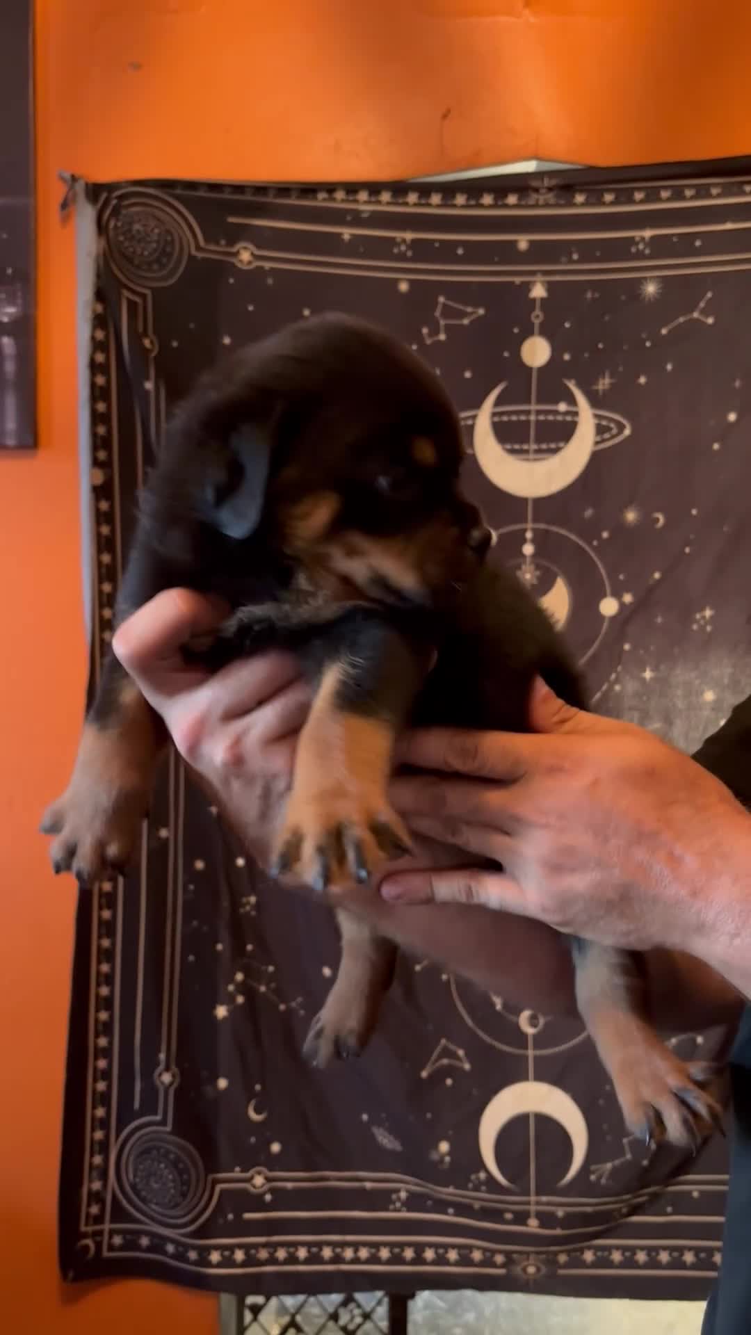 Rottweiler dogs for sale: Rottweiler 6 - Video 1