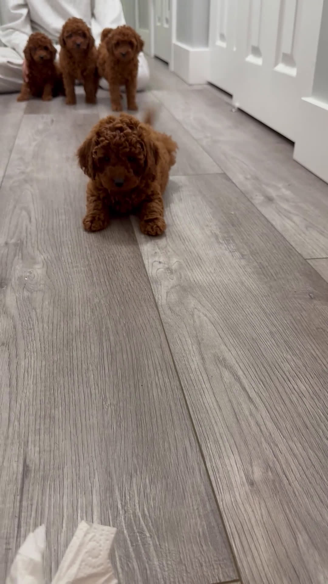 Toy Poodle dogs for sale: Milo - Video 1