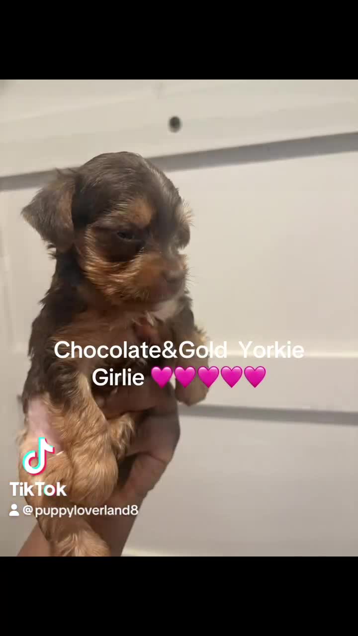 Yorkshire Terrier dogs for sale: Princess peachy - Video 1