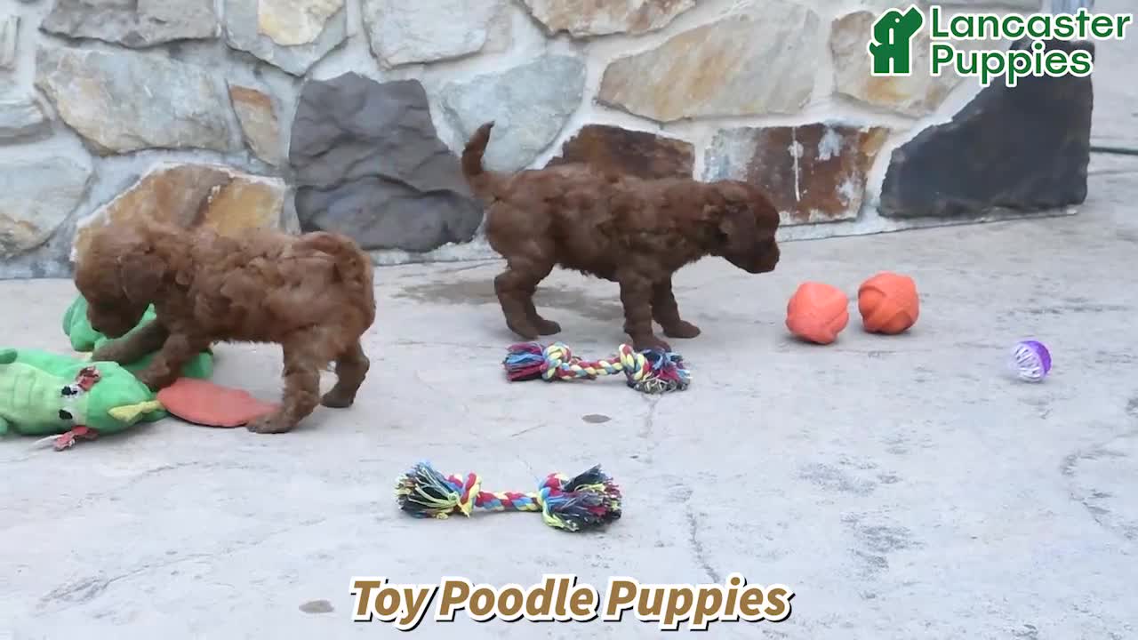 Toy Poodle dogs for sale: Tiny Kerrie - Video 1