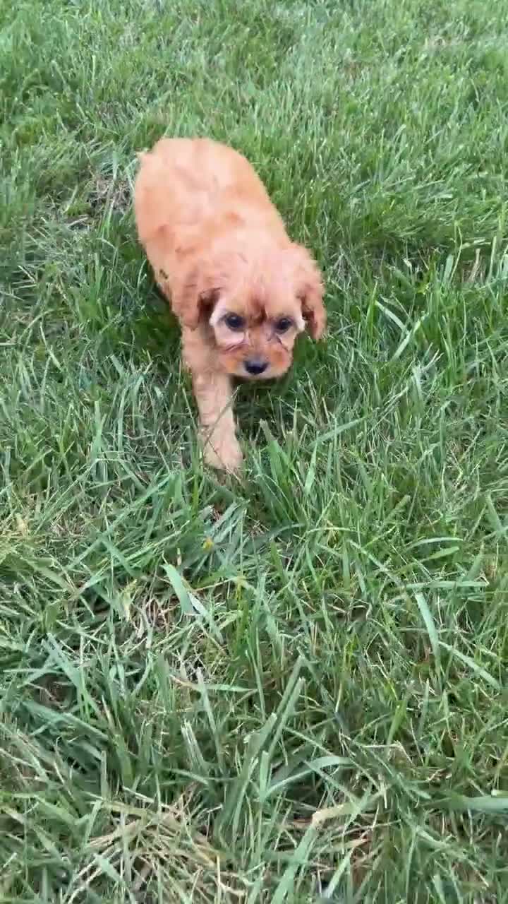 Cavapoo dogs for sale: Macy - Video 1