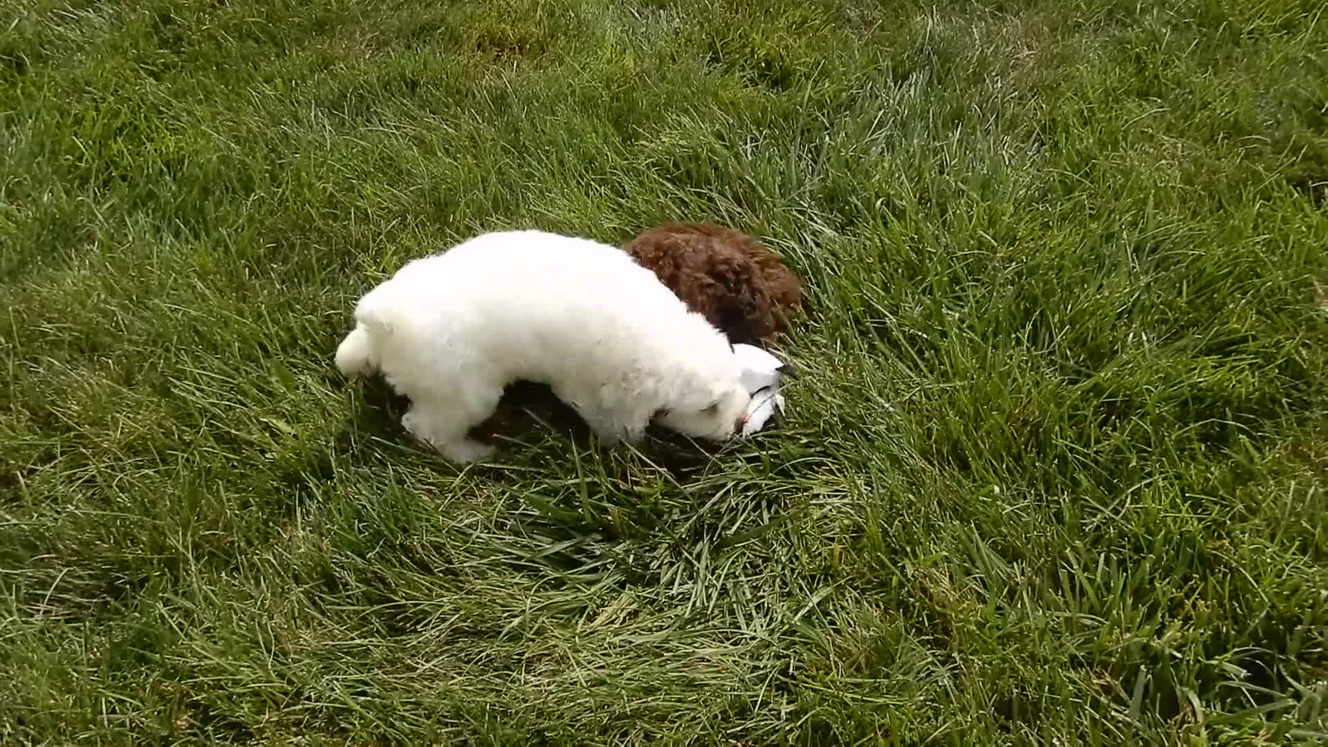 Cockapoo dogs for sale: Amie - Video 2