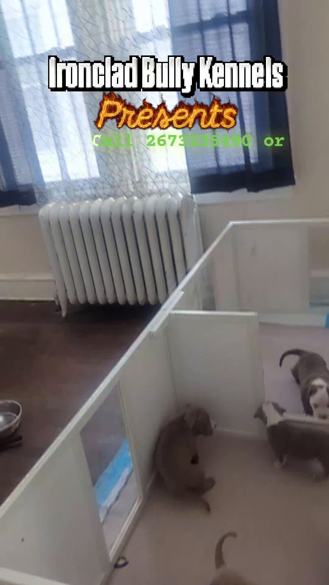 American Bully dogs for sale: American Bully Puppy 6 - Video 1