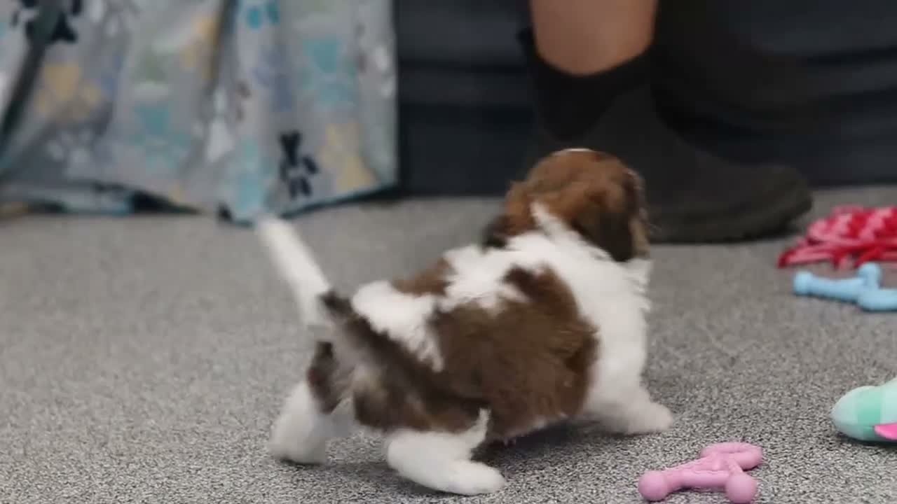 Cavachon dogs for sale: Hayes - Video 1