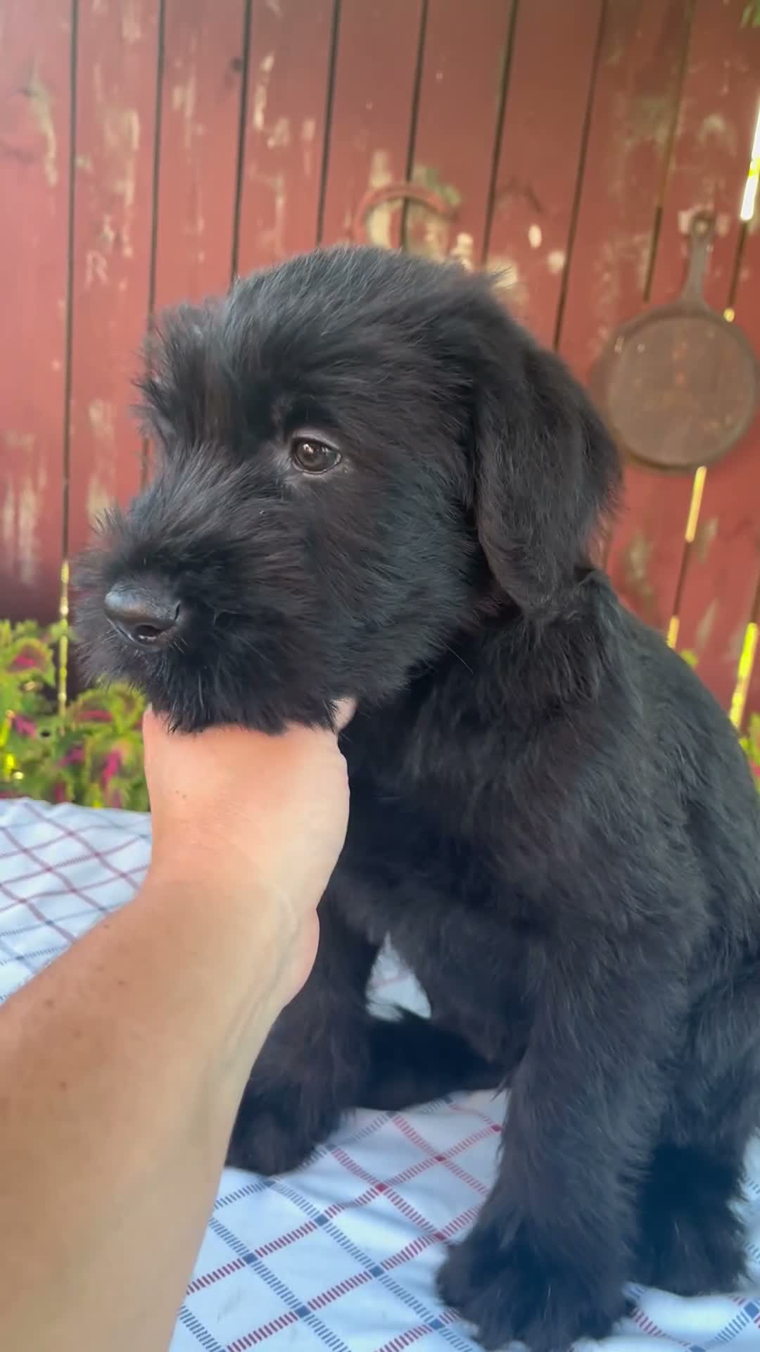 Giant Schnauzer dogs for sale: Orus - Video 1