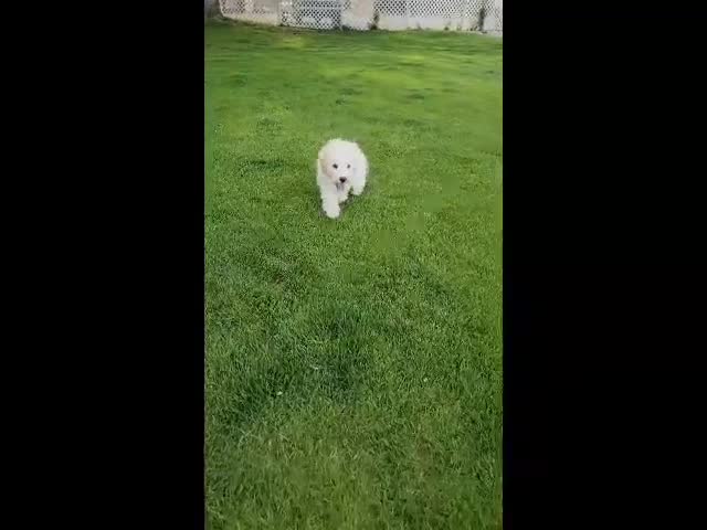 Mini Goldendoodle dogs for sale: Finn Male - Video 2