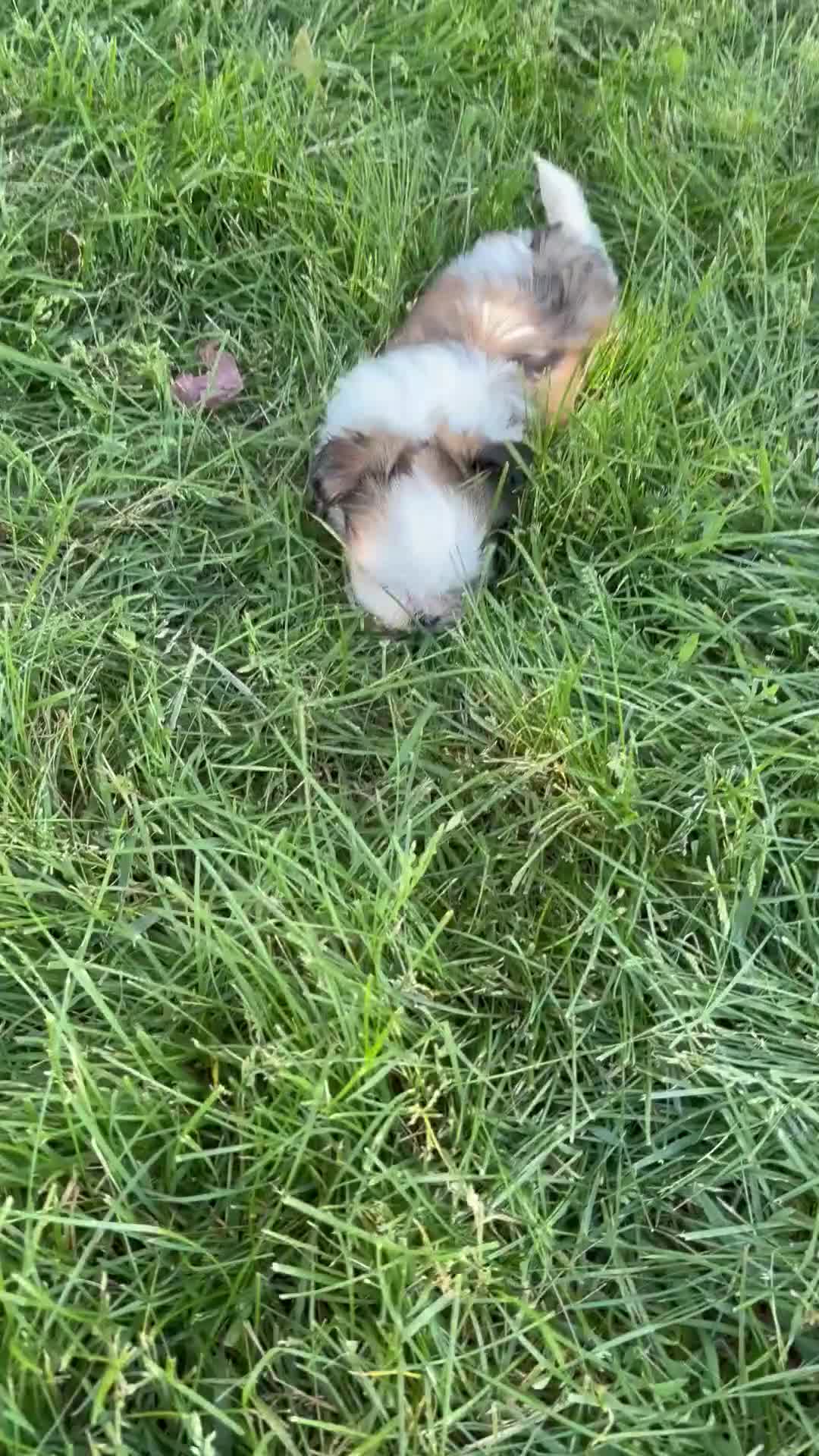 Mixed Breed dogs for sale: Lacey - Video 1