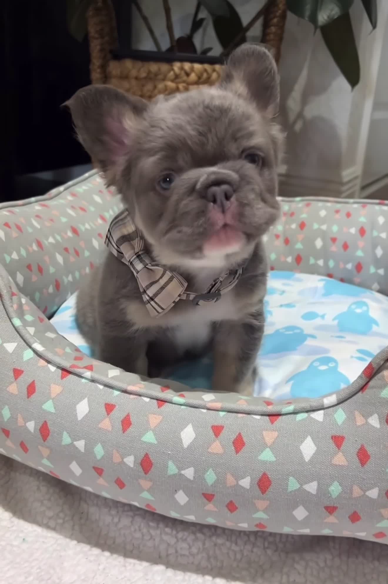French Bulldog dogs for sale: Prince - Video 1
