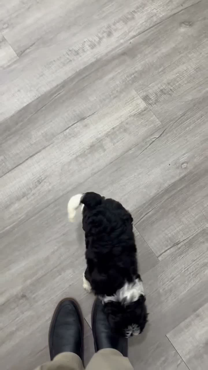Cavapoo dogs for sale: Olivia - Video 1
