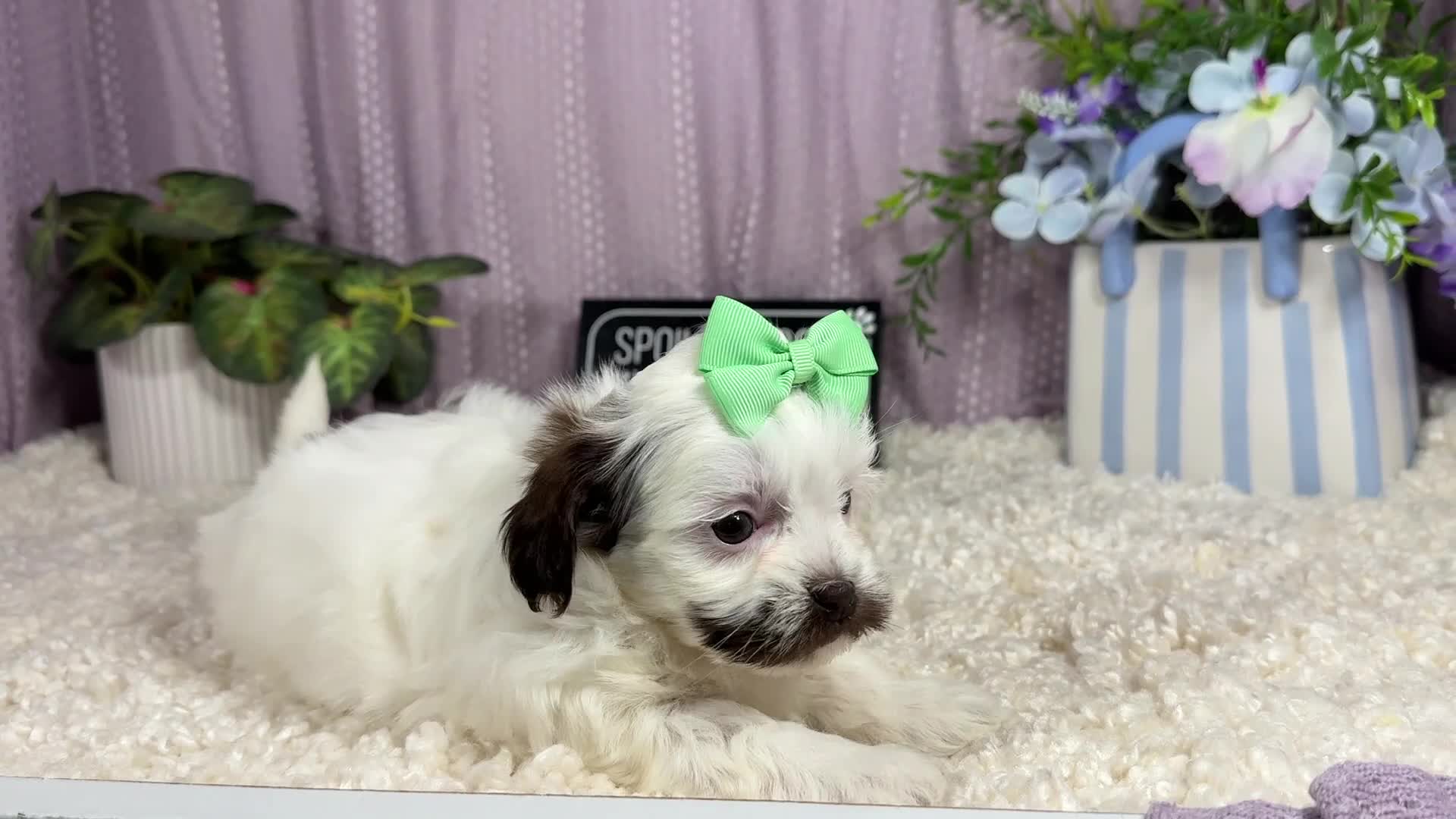 Shihpoo dogs for sale: Shihpoo 4 - Video 1