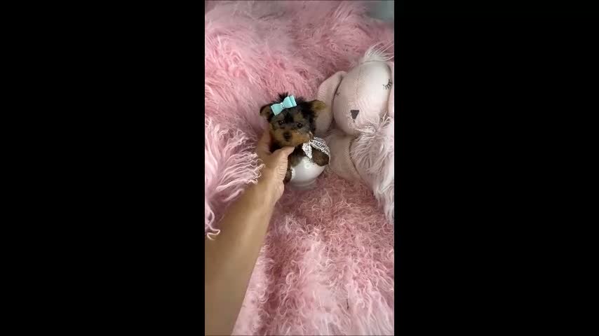 Yorkshire Terrier dogs for sale: Teacup/Pocketbook Yorkshire Terrier 1 - Video 1