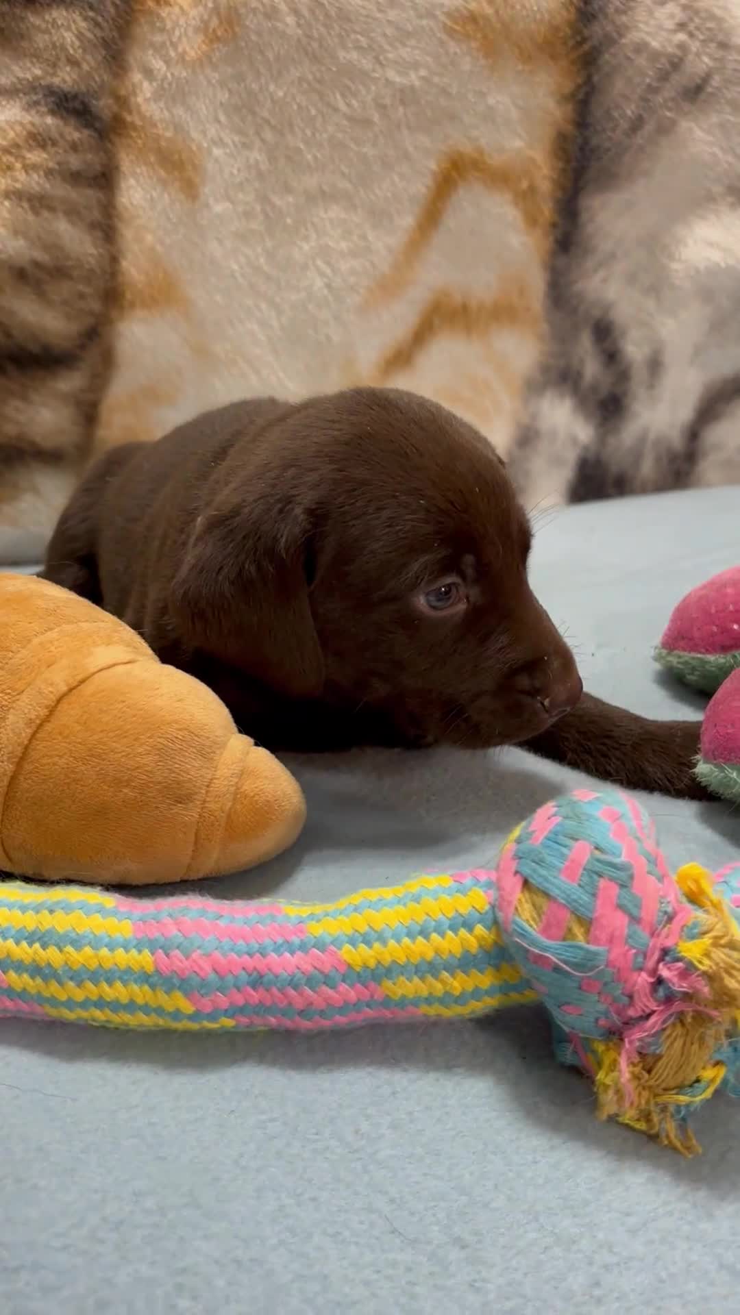 Labrador Retriever dogs for sale: Bella - Video 7