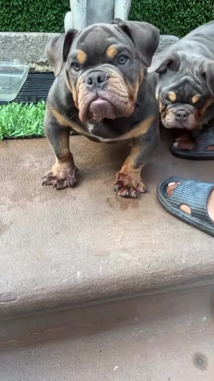 English Bulldog dogs for sale: English Bulldog 1 - Video 4