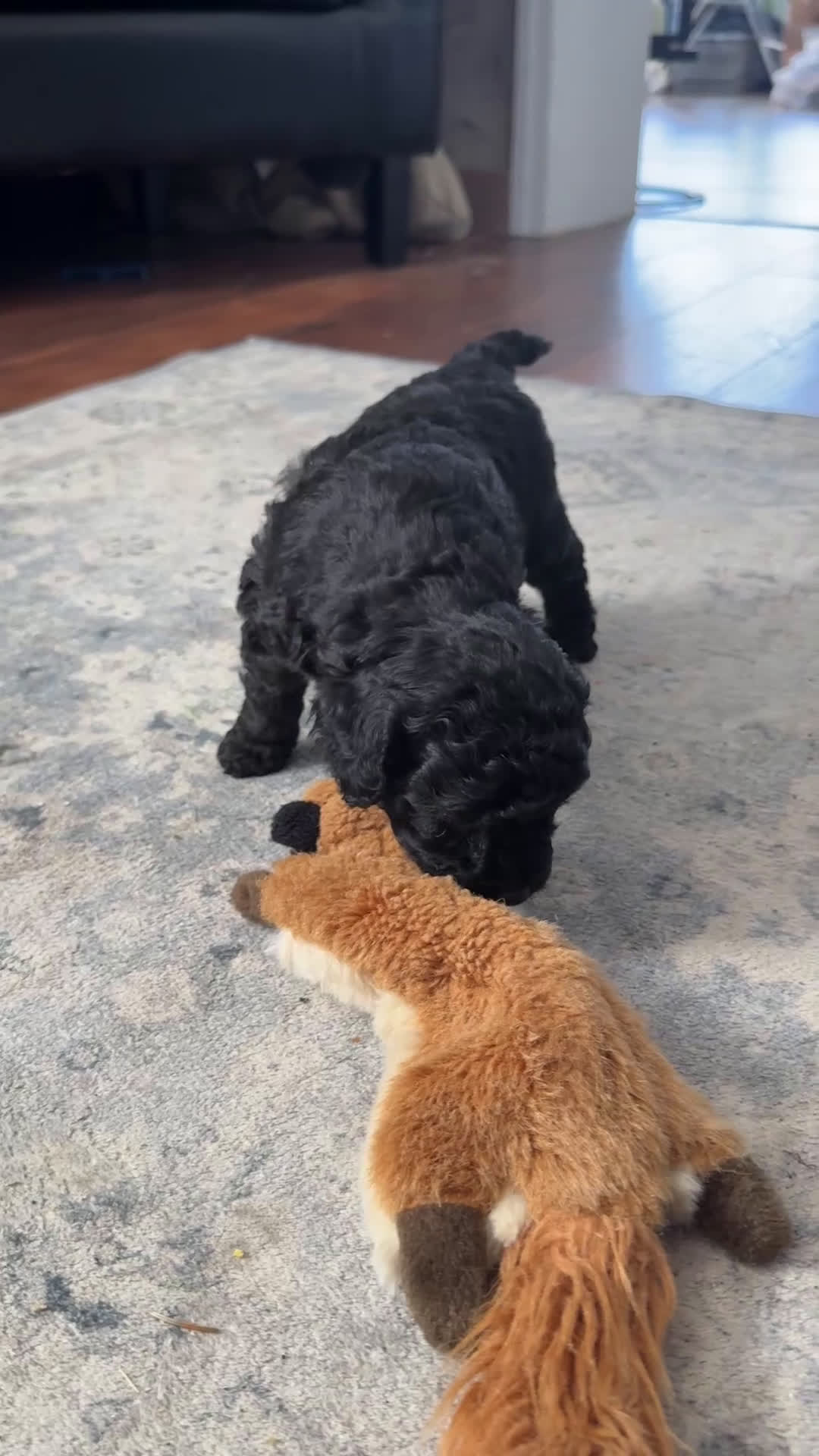 Goldendoodle dogs for sale: Hannah - Video 1