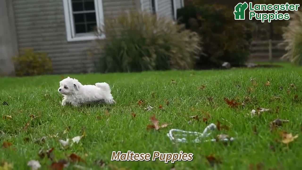 Maltese dogs for sale: Frosty - Video 1