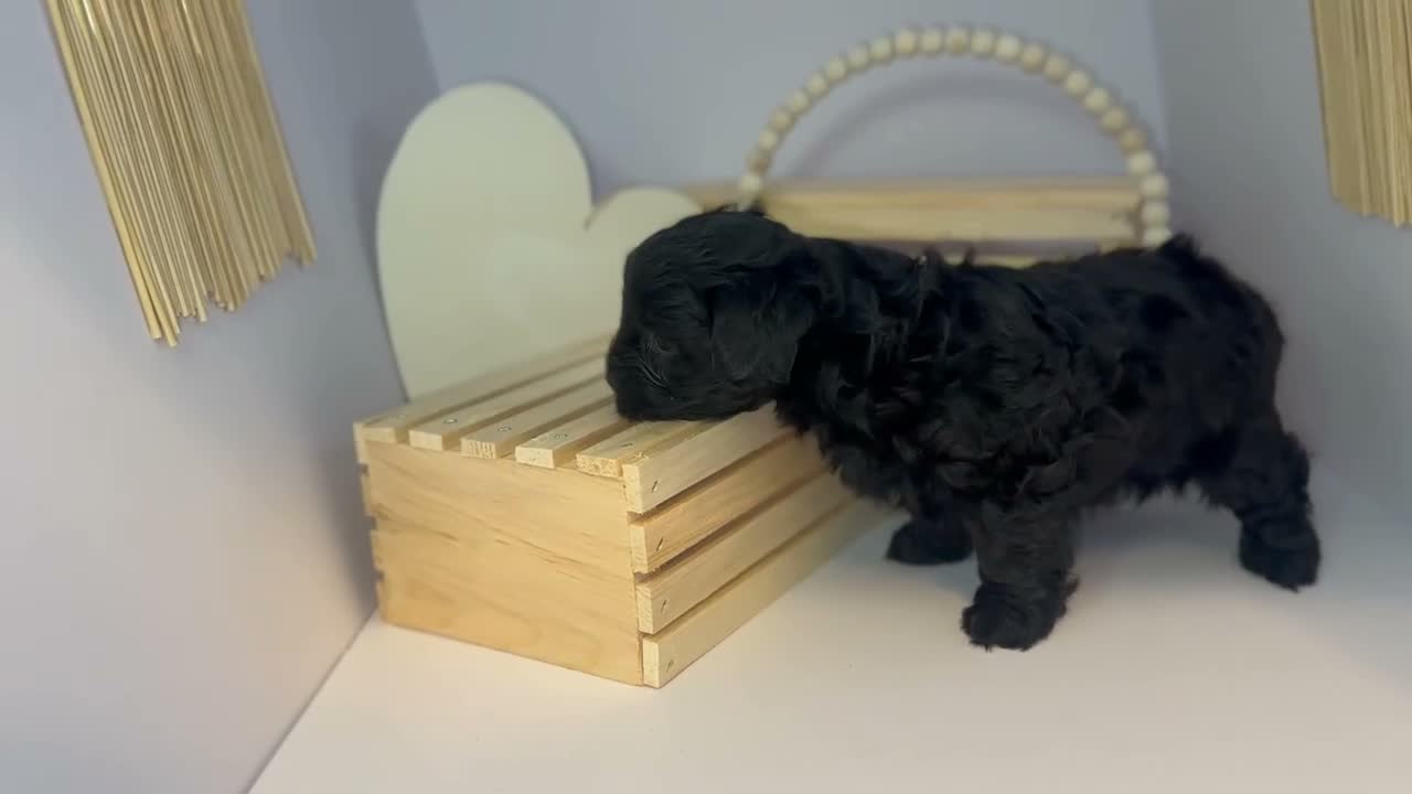 Mixed Breed dogs for sale: Princess  - Video 1