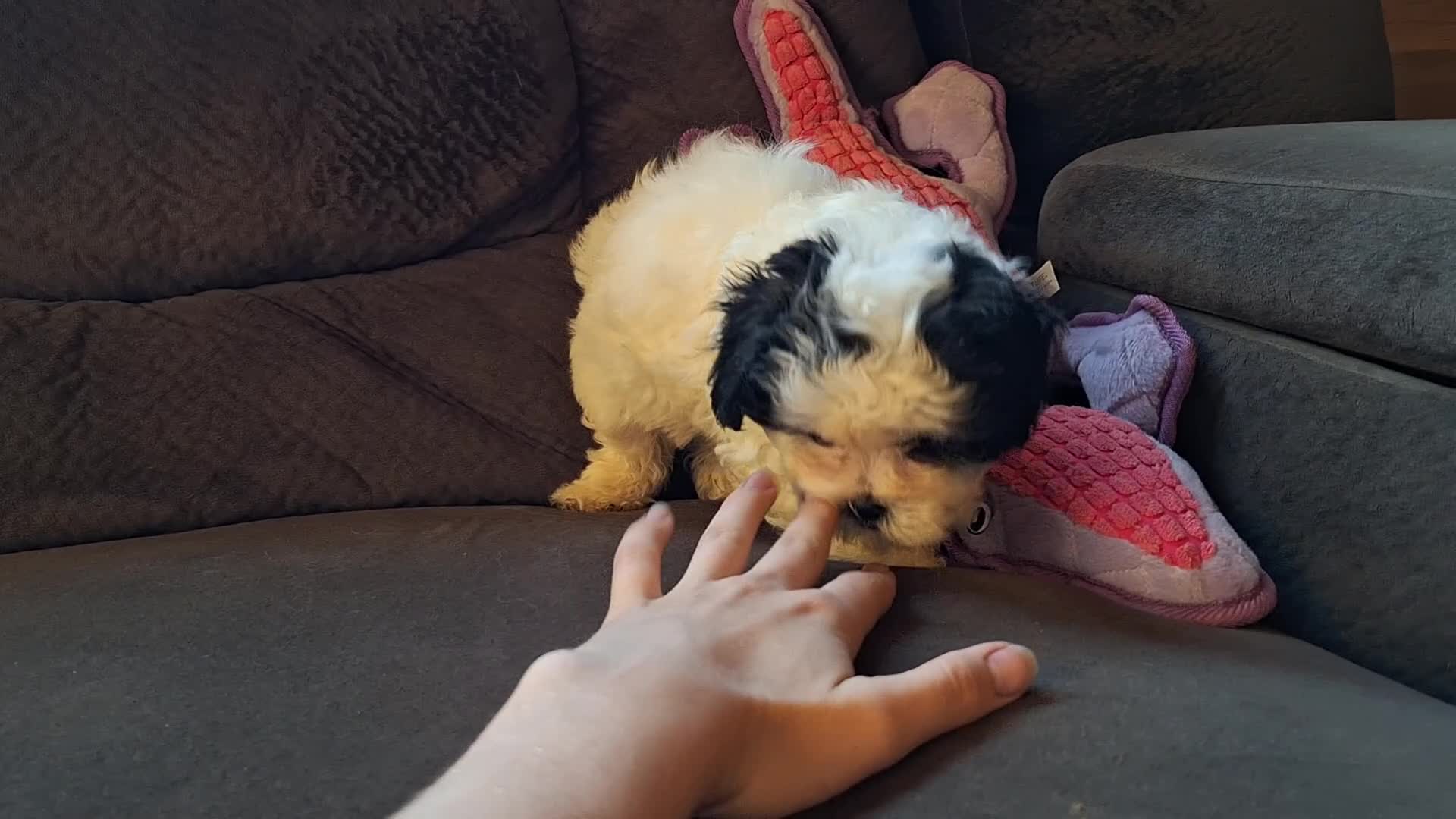 Teddy Bear dogs for sale: Rixy - Video 3