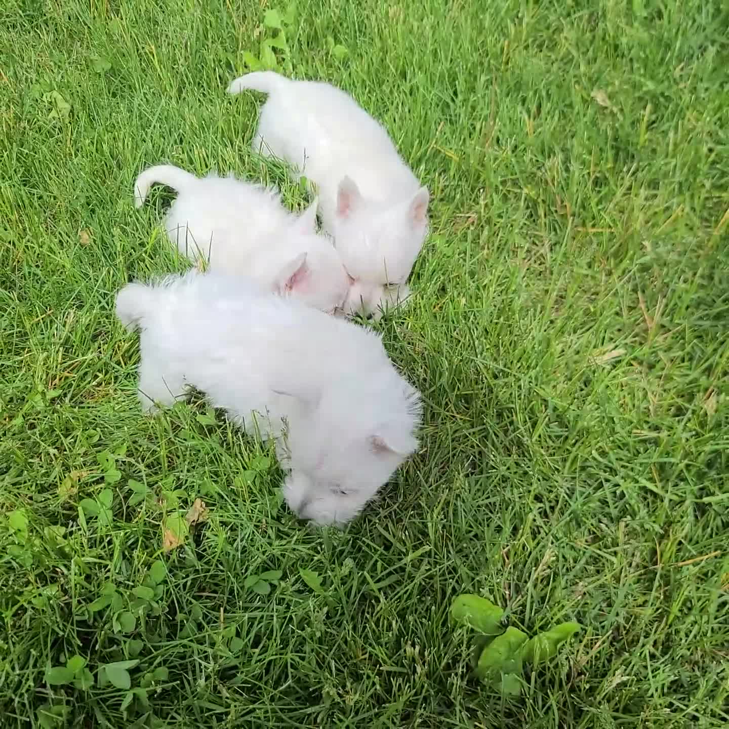 West Highland Terrier dogs for sale: Amy - Video 1
