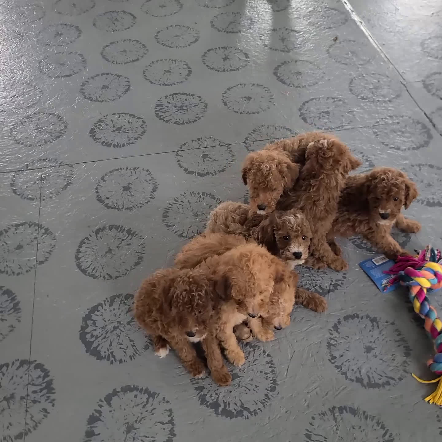 Miniature Poodle dogs for sale: Snoopy - Video 1