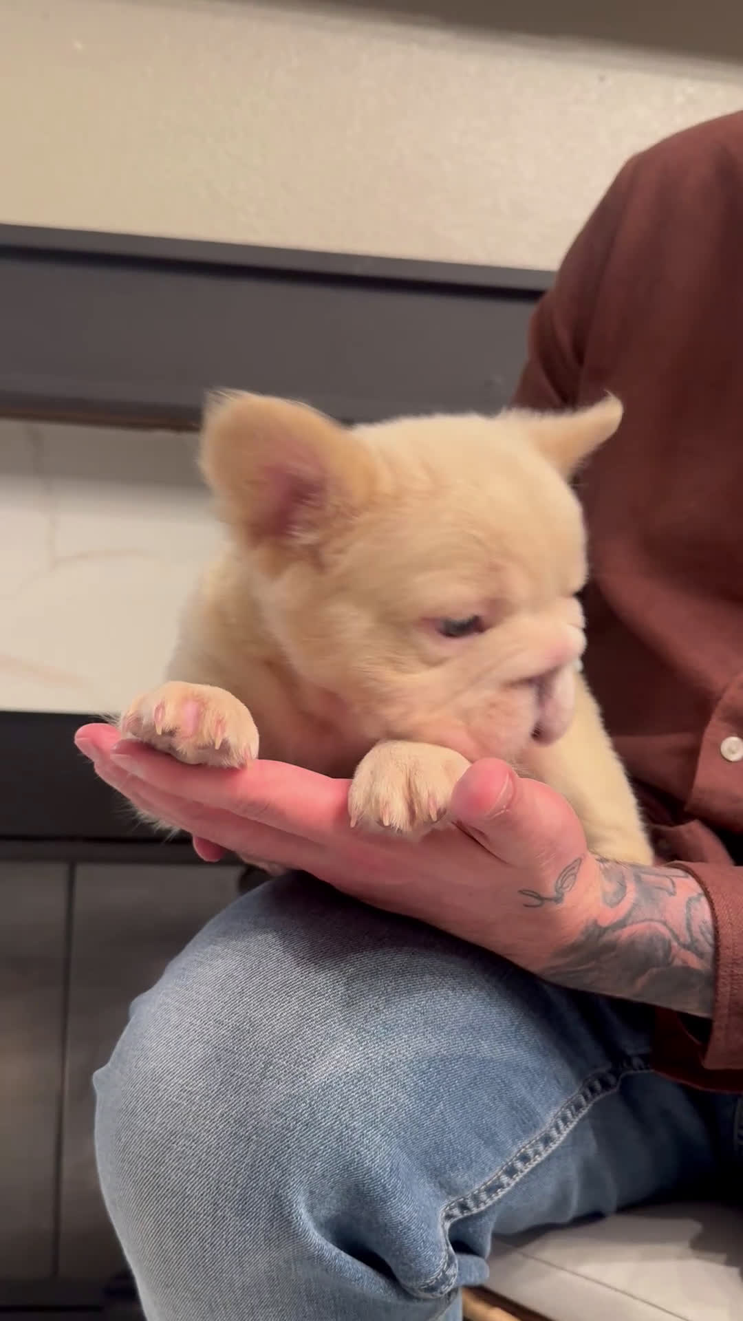 French Bulldog dogs for sale: Gatsby - Video 2