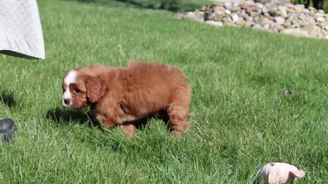 Cavapoo dogs for sale: Mickey - Video 1
