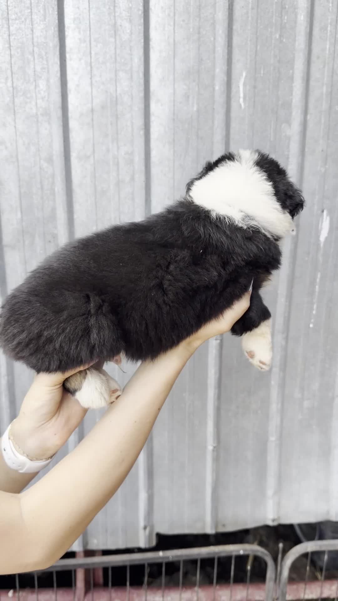 Australian Shepherd dogs for sale: Scooby - Video 1
