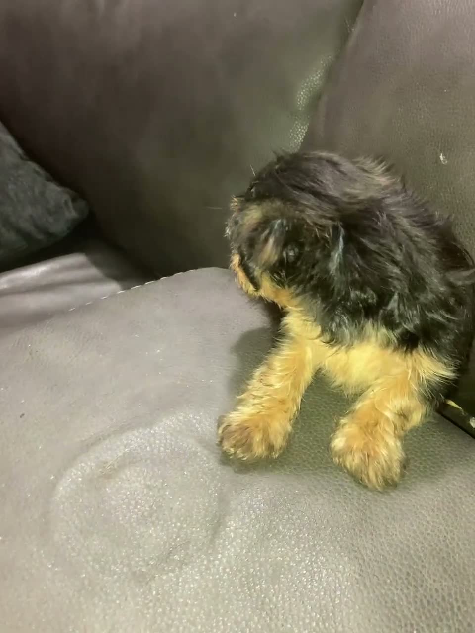 Mixed Breed dogs for sale: Unique - Video 3