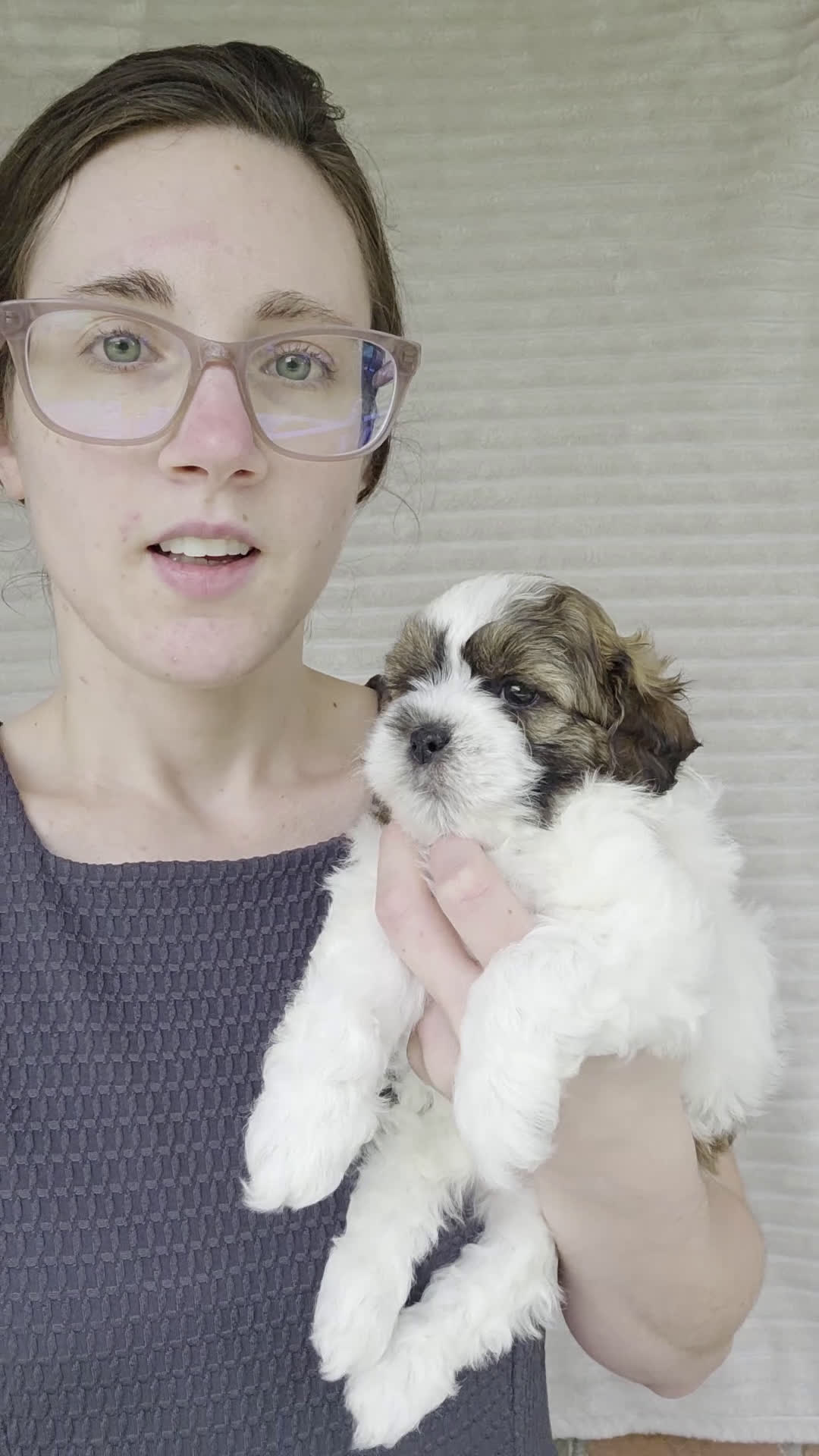 Shihpoo dogs for sale: Scout - Video 1