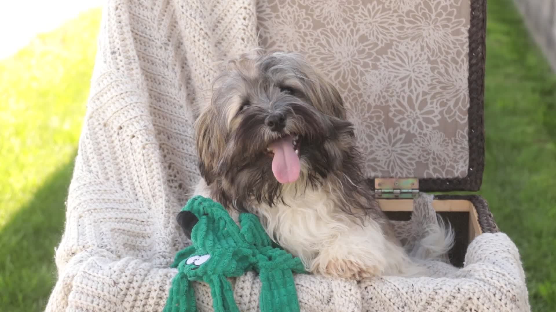 Havanese dogs for sale: Biscotti - Video 1