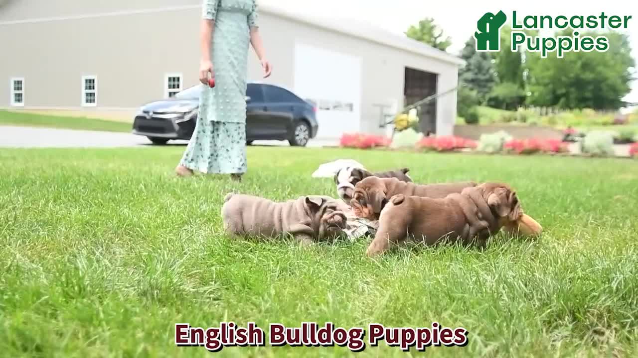 English Bulldog dogs for sale: Ryan - Video 1