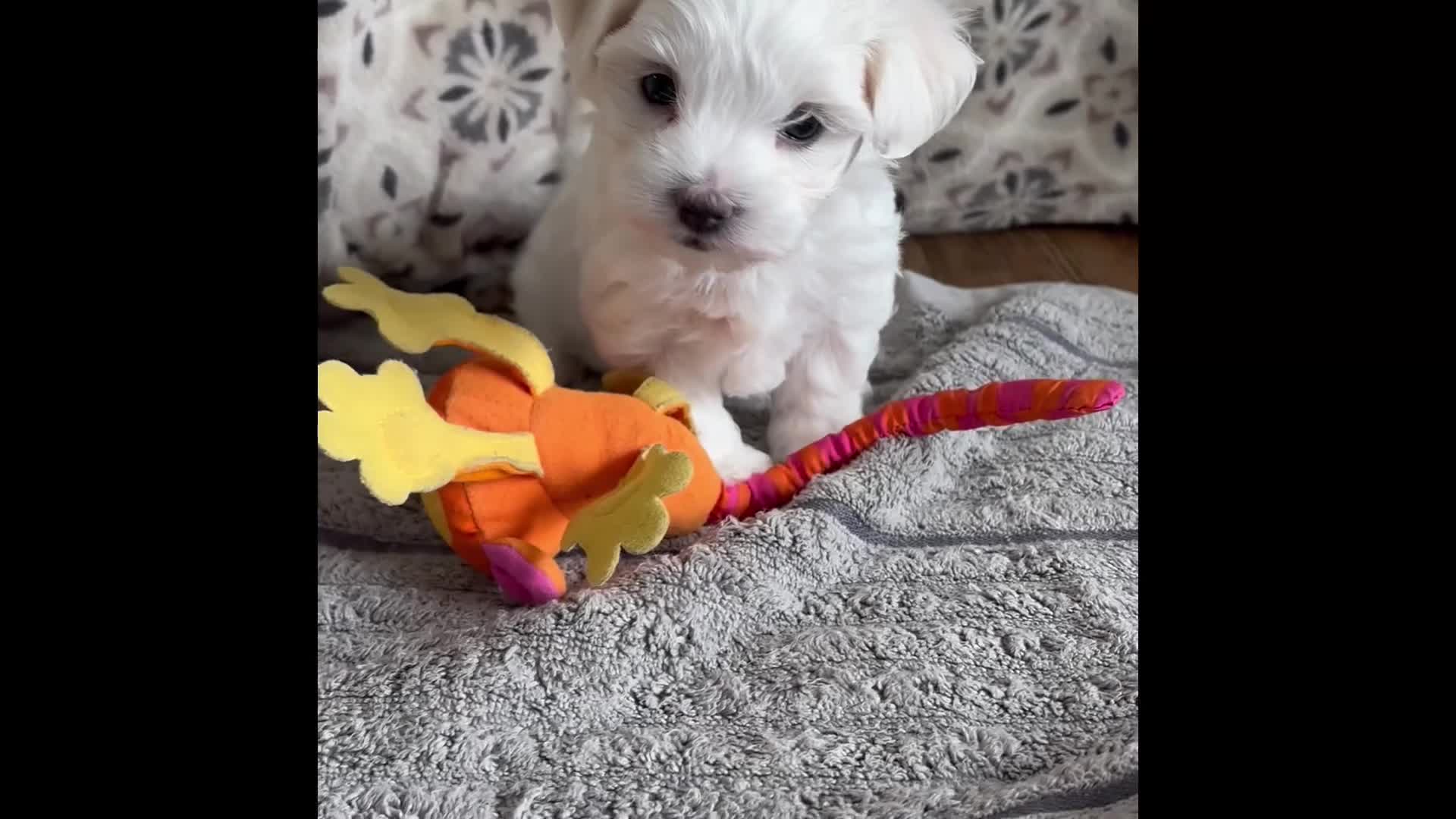 Maltese dogs for sale: Allison - Video 1