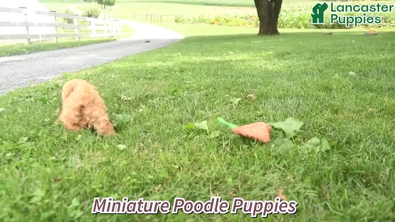 Miniature Poodle dogs for sale: Tyson  - Video 1
